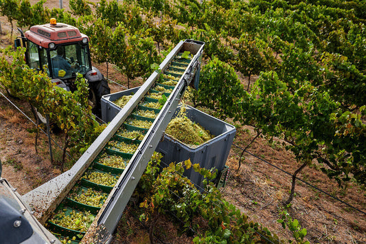 Optimizing Viticulture Harvests: The Strategic Role of KCB’s Viticultural Conveyor Belts in Grape Collection